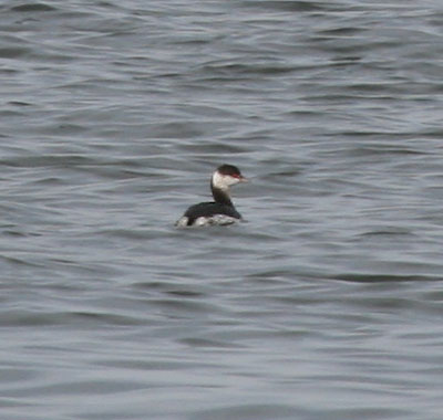 Horned Grebe