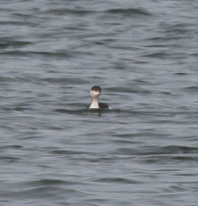 Horned Grebe