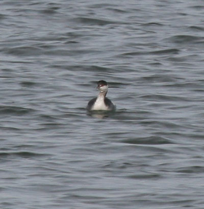 Horned Grebe