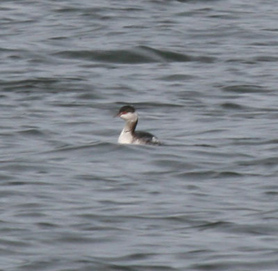 Horned Grebe