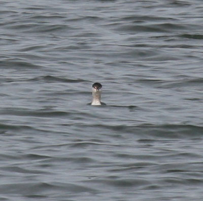 Horned Grebe