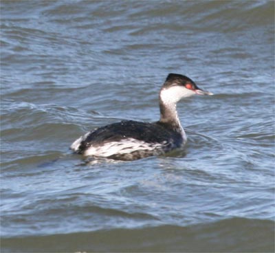 Horned Grebe