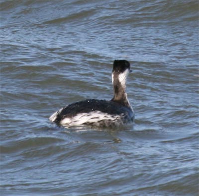 Horned Grebe