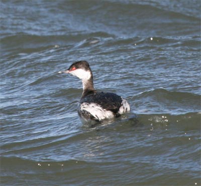 Horned Grebe