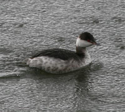 Horned Grebe