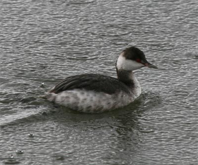 Horned Grebe