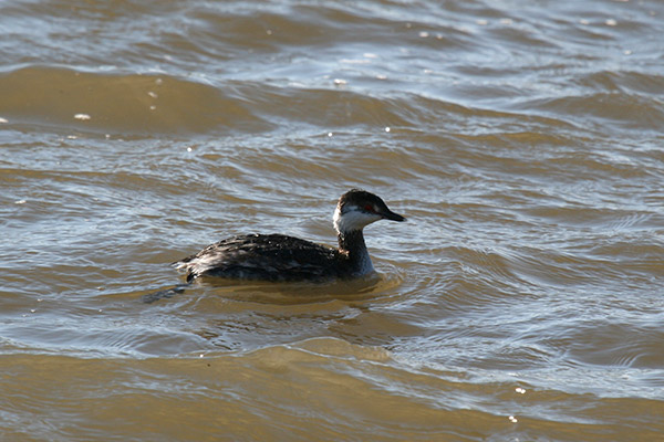 Horned Grebe