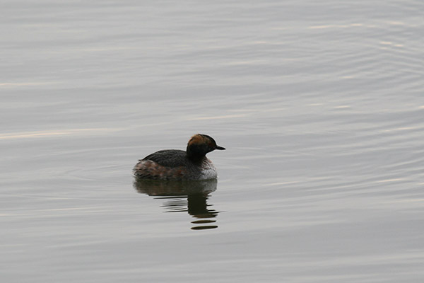 Horned Grebe