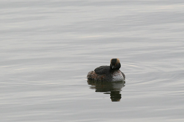 Horned Grebe