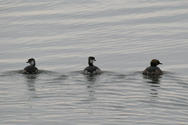 Horned Grebe