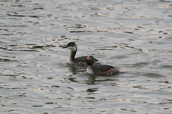 Horned Grebe