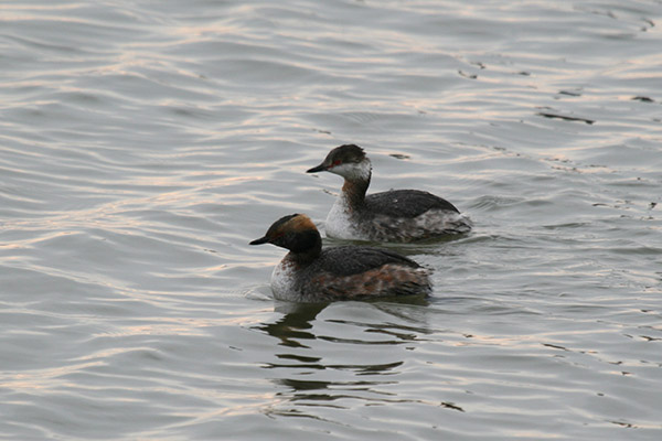 Horned Grebe