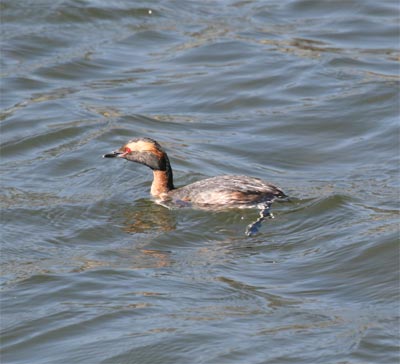 Horned Grebe