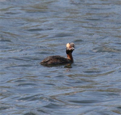 Horned Grebe