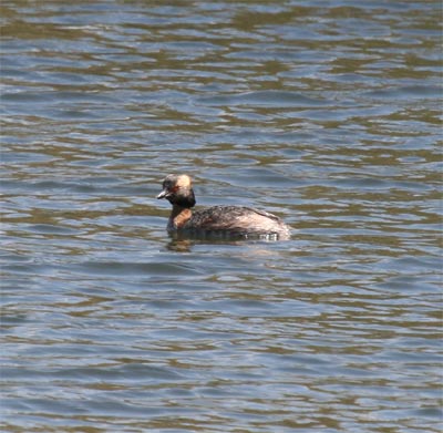 Horned Grebe