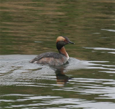 Horned Grebe