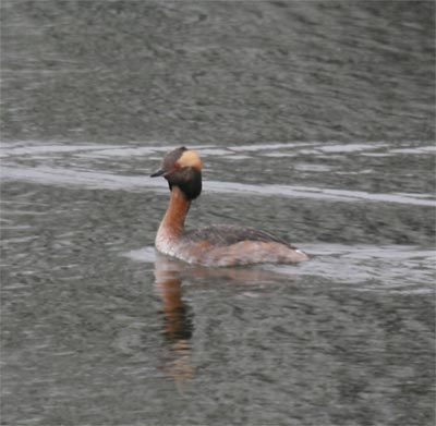 Horned Grebe