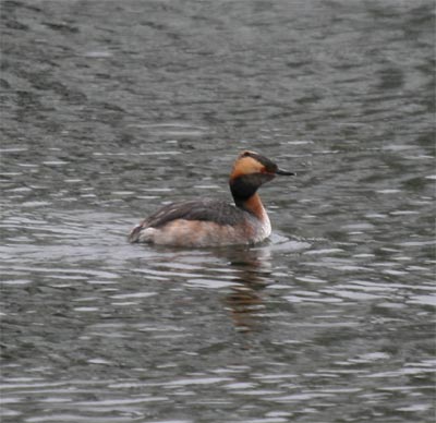 Horned Grebe