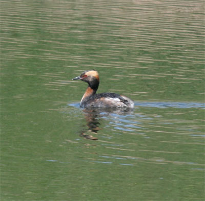 Horned Grebe