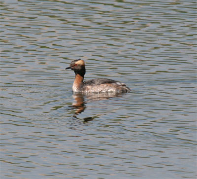 Horned Grebe