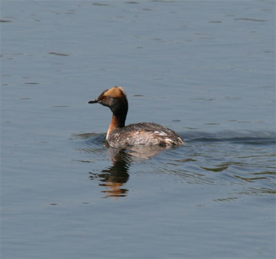 Horned Grebe