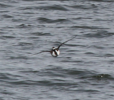 Horned Grebe Flying