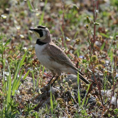 Horned Lark