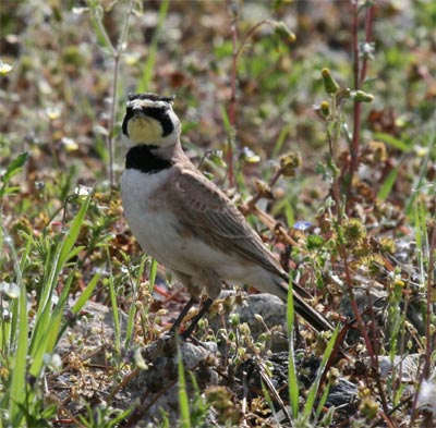Horned Lark