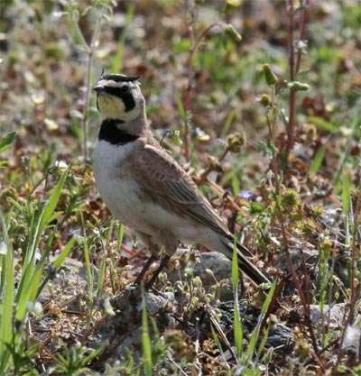 Horned Lark
