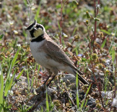 Horned Lark