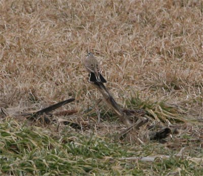 Horned Lark