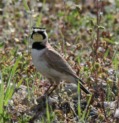 Horned Lark