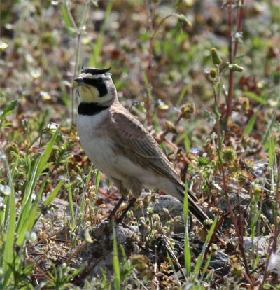 Horned Lark