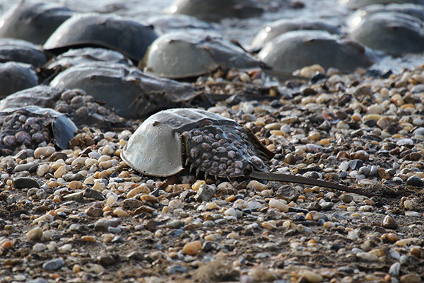 Horseshoe Crab