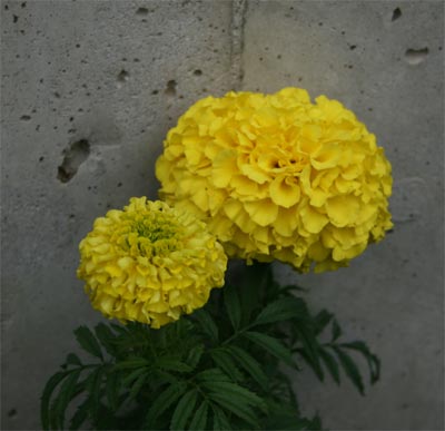 hotelflower1