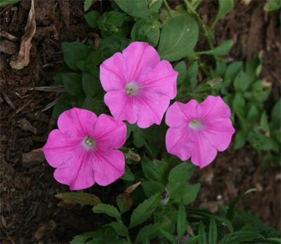 hotelflower2