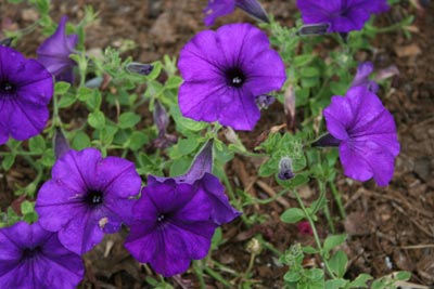 hotelflower3