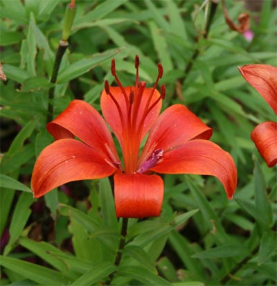 hotelflower7