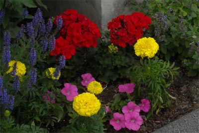 Hotel Flowers