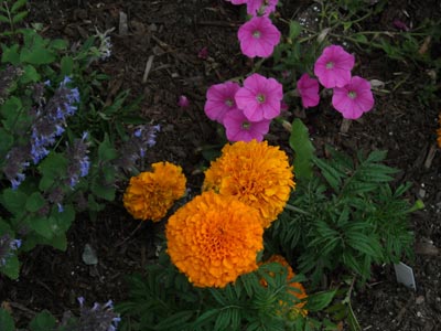 hotelflowers0833