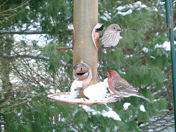 House Finch