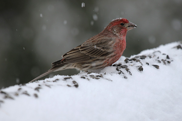 House Finch