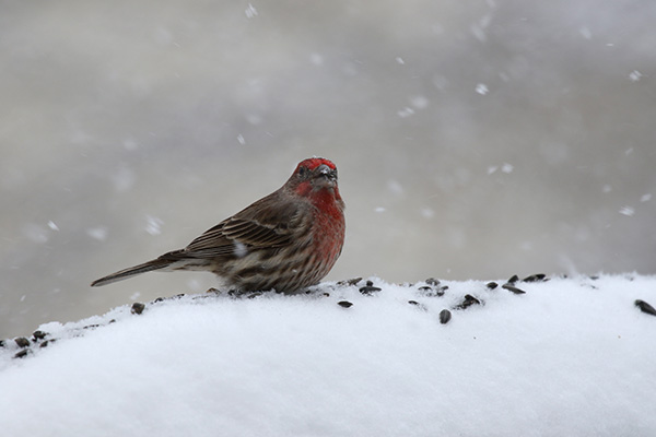 House Finch