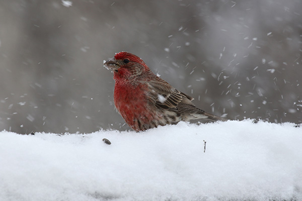 House Finch