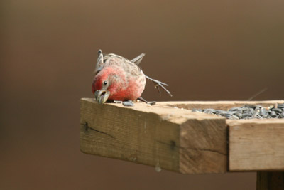 Unusual House Finch