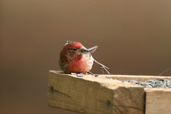 Unusual House Finch