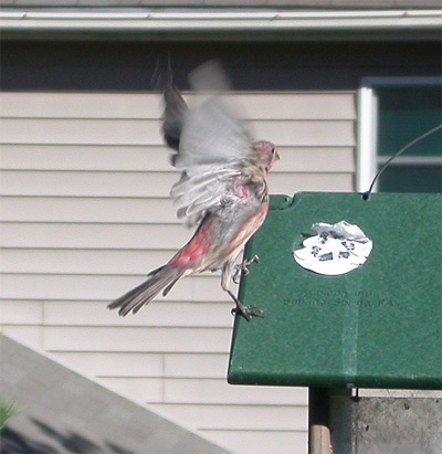 Finch lands