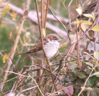 House Sparrow