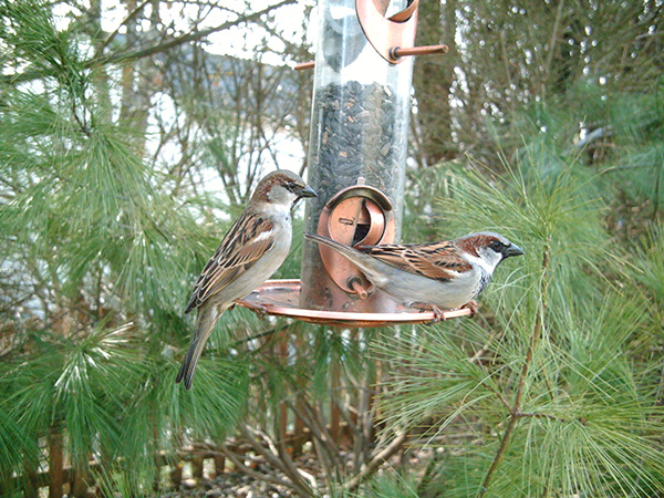 House Sparrows