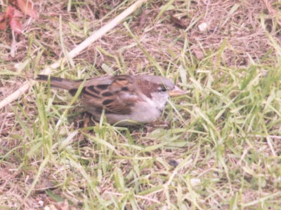 House Sparrow